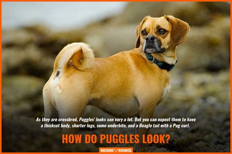 Puggle Breed – Appearance, Temperament, Info, Facts, Health & Price