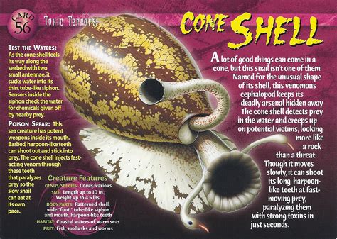 Image - Cone Shell front.jpg | Wierd N'wild Creatures Wiki | FANDOM ...