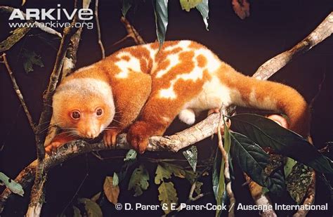 Let's Draw Endangered Species! : ): Black-spotted Cuscus