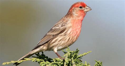 House Finch Overview, All About Birds, Cornell Lab of Ornithology