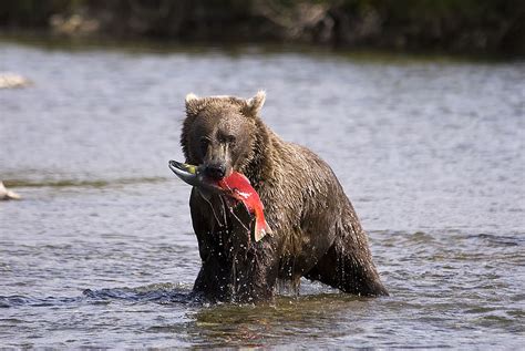 Alaska Sportsman's Lodge Wildlife Photos