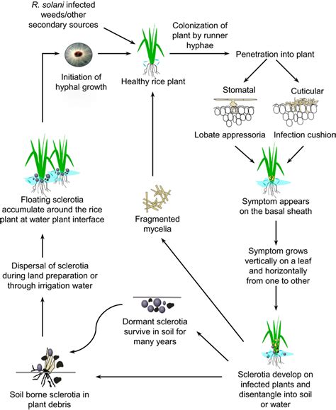 Disease cycle of rice sheath blight caused by Rhizoctonia solani... | Download Scientific Diagram