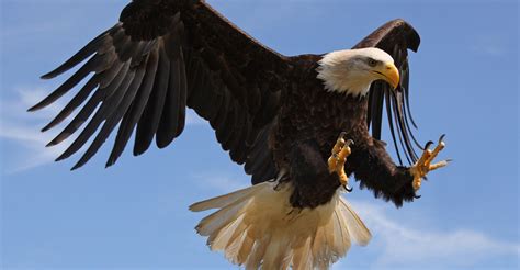 Frankrijk zet ook roofvogels in tegen ongewenste drones