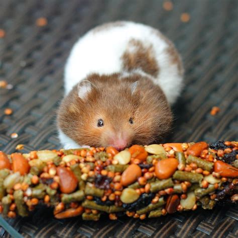 Funny Hamster Eating Food Stock Photos - Image: 33187983