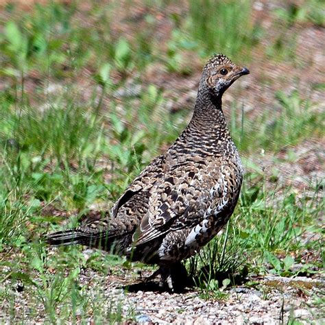 Blue Grouse - Nature Companion