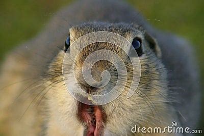 Funny Gopher Face Stock Photography - Image: 612532