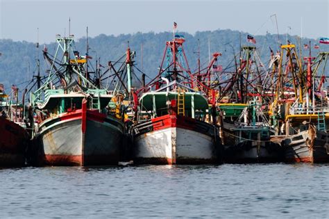 What is Overfishing? Examples & Solutions to Prevent