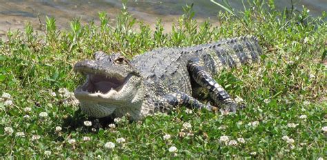 What is an Alligator's Bite Force? How Does it Compare With Other Animals?