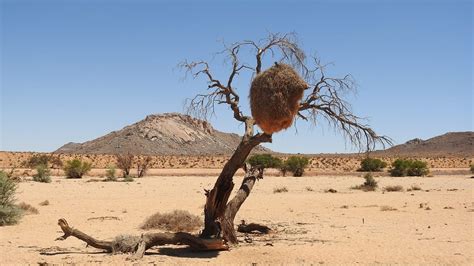 10 Cracking Facts about The Kalahari Desert - Fact City