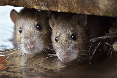 Pest Control Rodents Near Me | Pest Control