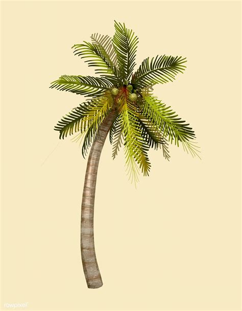 Download premium psd image of tropical coconut palm tree illustration by thanasak slalom about ...