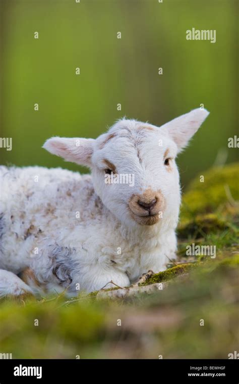 Welsh lamb in Wales UK Stock Photo - Alamy