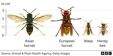 UK bees in danger as Asian hornet sightings rise - BBC News