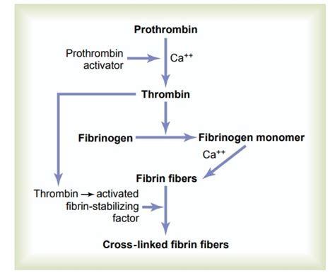 Conversion of Prothrombin to Thrombin