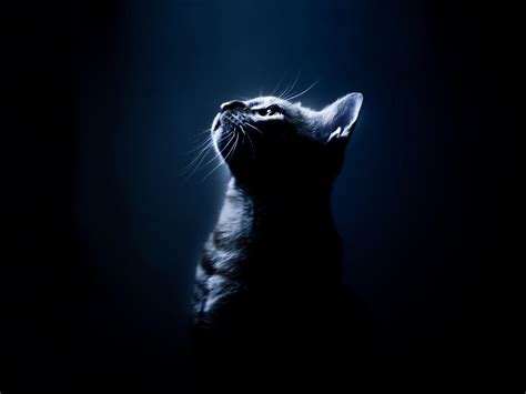 Sad Cat Wallpapers - Top Free Sad Cat Backgrounds - WallpaperAccess