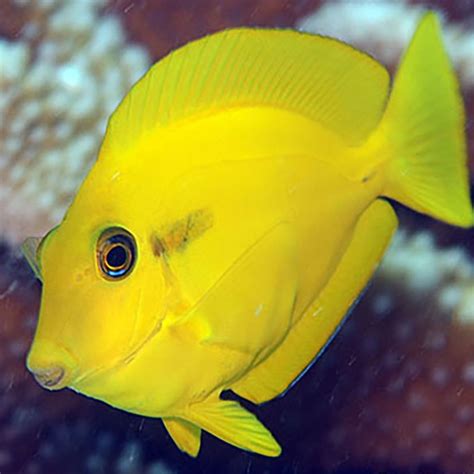 Orange Shoulder Yellow Tang (Acanthurus olivaceus)