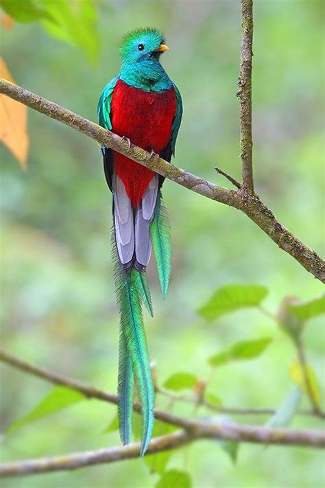 Resplendent Quetzal (Pharomachrus mocinno) is a strikingly coloured ...