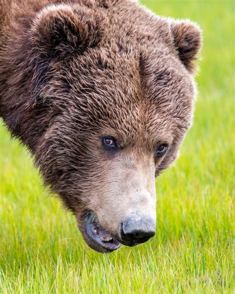 Premium Photo | Alaska peninsula brown bear portrait