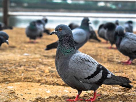 Why should pigeons worry you? Health hazards associated with pigeon ...