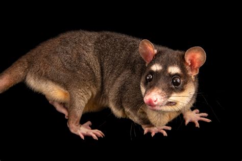 Gray Four-Eyed Opossum (Philander opossum opossum) - Joel Sartore