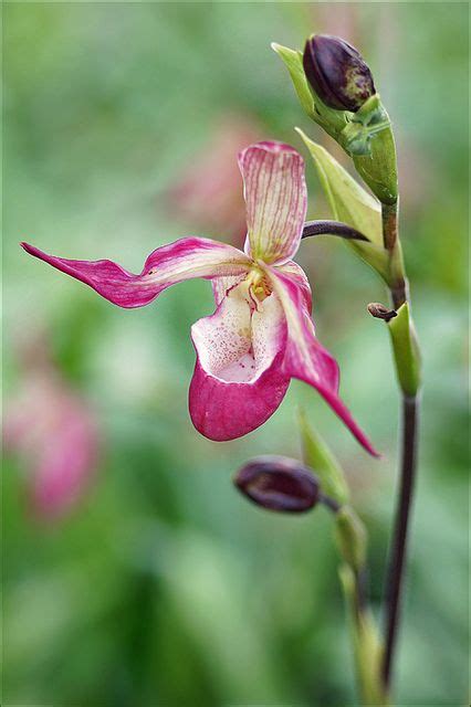 Pink Lady Slipper Orchid | all things floral | Pinterest