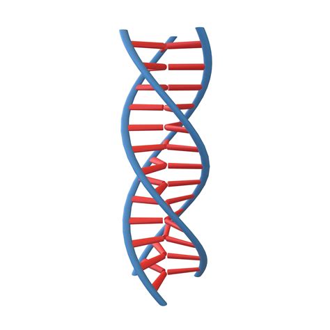 Triple Helix DNA v1 001 3D model | CGTrader