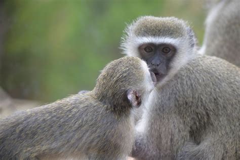 Baby Monkey Kiss at Columbus Zoo | Smithsonian Photo Contest | Smithsonian Magazine