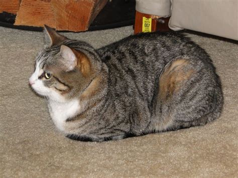 Cat Loaf or Just Loafing! | Cats, Dog cat, Animals