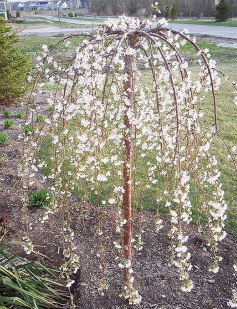 Weeping Cherry Trees For Small Gardens | Fasci Garden