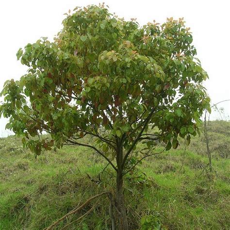 Cinnamomum Camphora (Camphor Tree): Taxomony, Description & Medicinal Uses