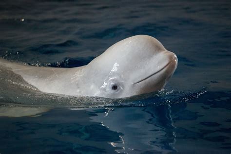 Belugas take ‘little steps’ into the ocean sanctuary - Whale & Dolphin Conservation USA