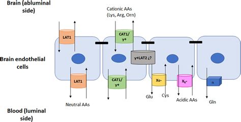 Frontiers | Transport of Amino Acids Across the Blood-Brain Barrier