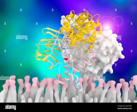 Monoamine oxidase and inhibitor complex, molecular model. Computer illustration showing the ...