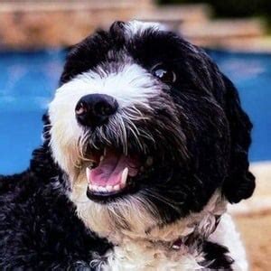 Oreo the Dog - Age, Family, Bio | Famous Birthdays