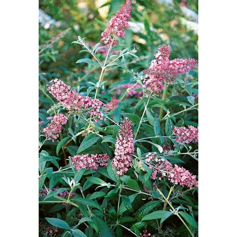 2.5-Quart Purple Butterfly Bush Flowering Shrub in Pot (L8073) at Lowes.com