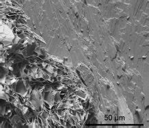 Macrofossil Biogeochemistry | Research Groups | University of Exeter