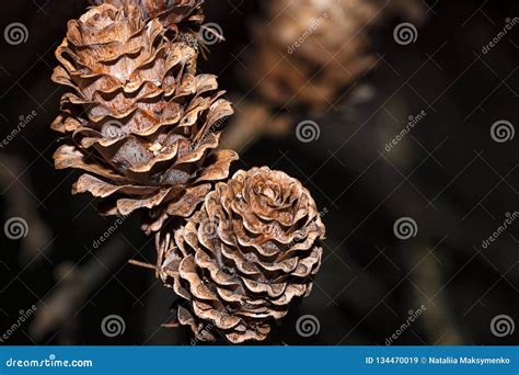 Cones. Cones in the Form of Roses Stock Image - Image of cone, larix ...