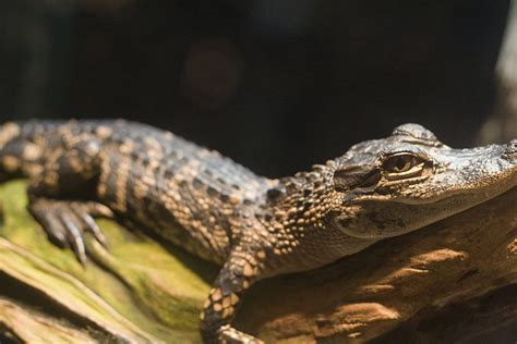 Baby Alligator Hatching Is a Mesmerizing Thing of Beauty