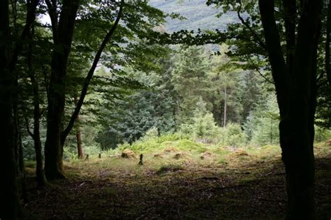 Forest Clearing © Alan Partridge :: Geograph Britain and Ireland