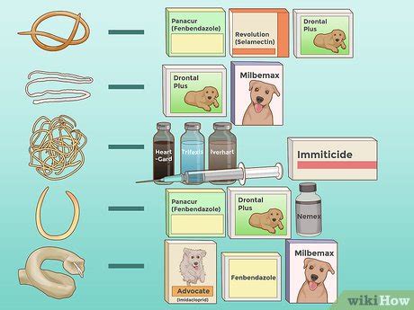 3 Ways to Prevent Worms in Dogs - wikiHow Pet