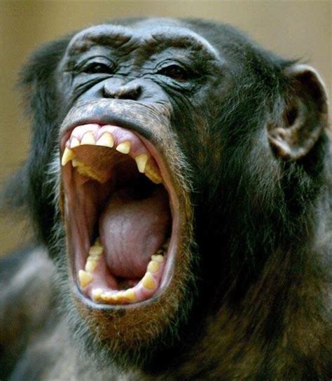 Chimpanzee with its mouth open | Funny animal faces, Unique animals, Monkeys funny