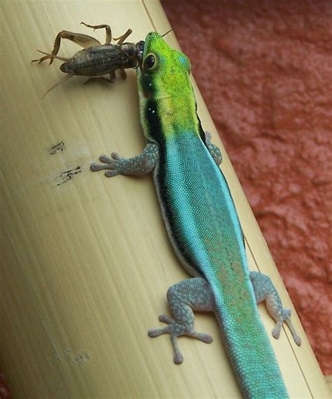 Yellow-headed Day Gecko | Reptiles pet, Reptiles and amphibians, Amphibians