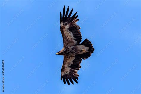 steppe eagle in wildlife, wildlife photosa of an eagle, The steppe ...