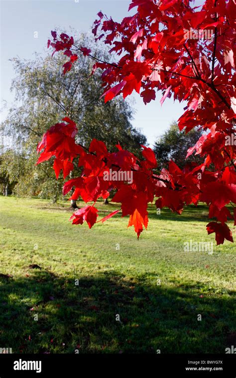 ACER RUBRUM. OCTOBER GLORY. MAPLE IN AUTUMN. UK Stock Photo - Alamy