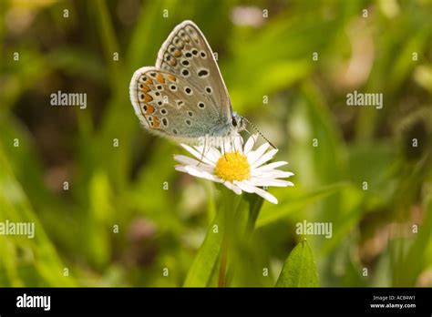 The Adonis blue Stock Photo - Alamy