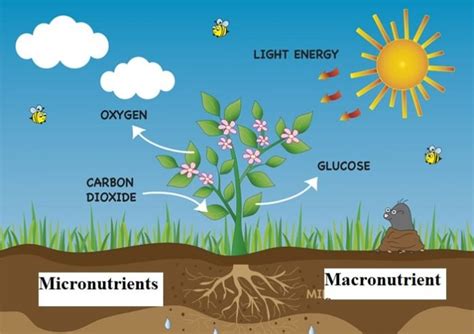 Top 17 Essential Plant Nutrients For Plant Growth | GARDENS NURSERY