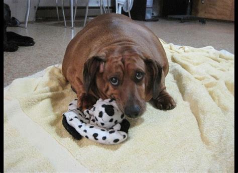 Obie The Formerly Obese Dachshund Loses Almost 50 Pounds! (PHOTOS ...