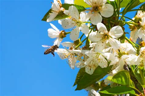 Honey Bee, Pollination Process Stock Image - Image of color, honeybee ...