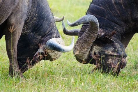 African buffalo's crossing horns in Kenya | See where this p… | Flickr