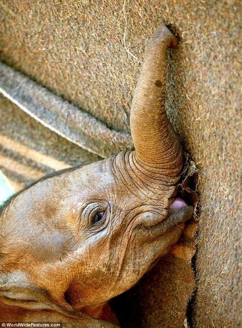 Baby Elephant Cuddling | Elephant, Baby elephant, Elephant love